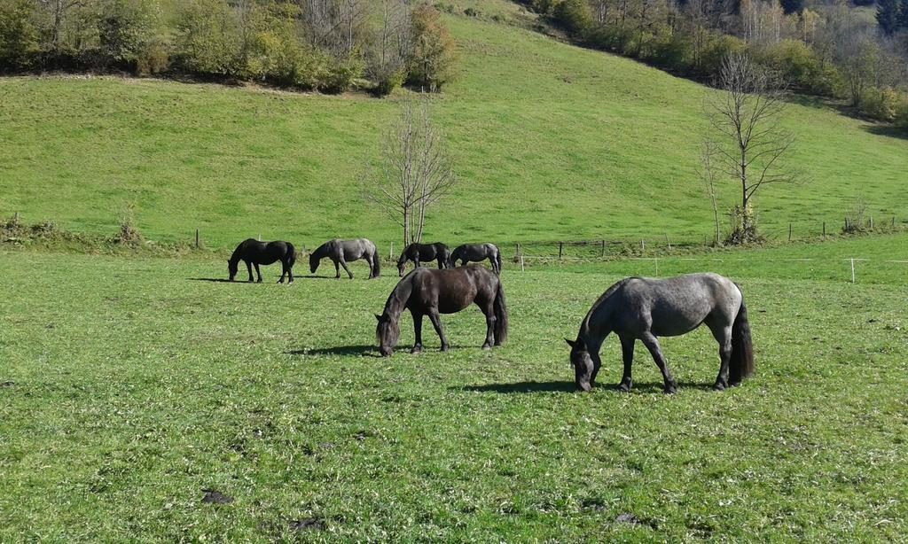 Haus Fankhauser Leilighet Dorfgastein Rom bilde